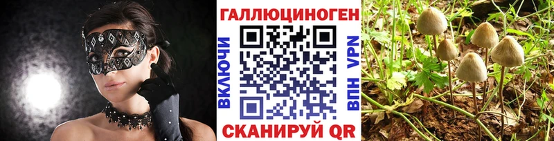 мега ONION  Новое Девяткино  Псилоцибиновые грибы мицелий  как найти закладки 